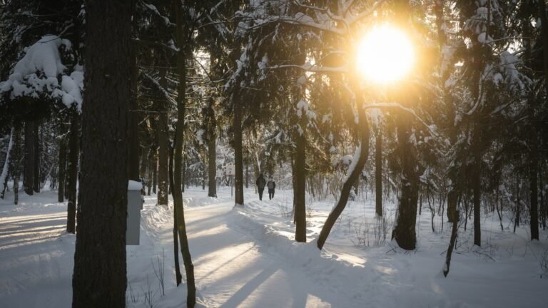 Rayons de soleil d'hiver à travers des arbres enneigés